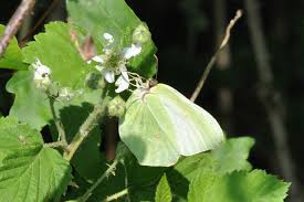 Attēlu rezultāti vaicājumam “Gonepteryx rhamni upperside”