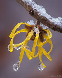 Attēlu rezultāti vaicājumam “Hamamelis virginiana bud”
