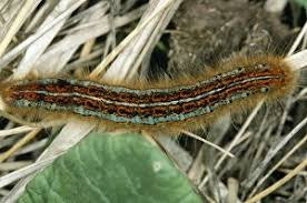 Attēlu rezultāti vaicājumam “Malacosoma neustria larva”