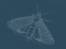 Attēlu rezultāti vaicājumam “Depressariidae”