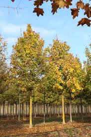 Attēlu rezultāti vaicājumam “Acer campestre”