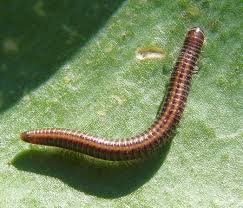 Attēlu rezultāti vaicājumam “Ommatoiulus sabulosus”