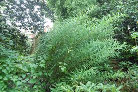Attēlu rezultāti vaicājumam “Polygonatum verticillatum”