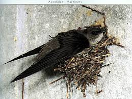 Image result for Chaetura pelagica