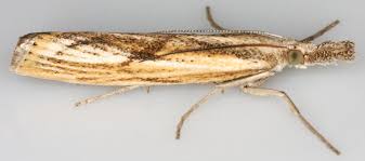 Attēlu rezultāti vaicājumam “Cribraria ferruginea macro”