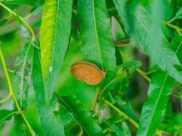Attēlu rezultāti vaicājumam “Cimbex luteus”