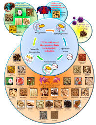 Image result for Tang Sou Dao Ren Yi Wu Kwan - Huntingdon