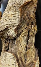 Attēlu rezultāti vaicājumam “Nectria sp., Neonectria sp.”