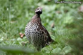 Attēlu rezultāti vaicājumam “Tetrastes bonasia”