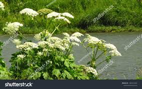 Attēlu rezultāti vaicājumam “Heracleum sosnowskyi flower”