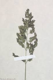 Attēlu rezultāti vaicājumam “Poa angustifolia”