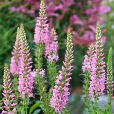 Attēlu rezultāti vaicājumam “Veronica austriaca subsp. teucrium flower”