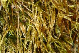 Attēlu rezultāti vaicājumam “Callicladium haldanianum”