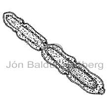 Attēlu rezultāti vaicājumam “Plathelminthes”