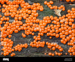 Attēlu rezultāti vaicājumam “Hemitrichia decipiens young”