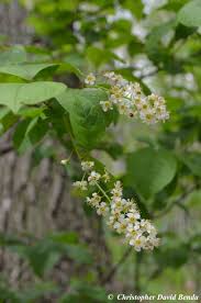 Attēlu rezultāti vaicājumam “Prunus serotina flower”