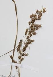 Attēlu rezultāti vaicājumam “Hierochloe odorata”