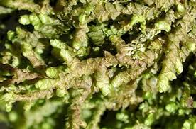 Attēlu rezultāti vaicājumam “Lophozia laxa macro”