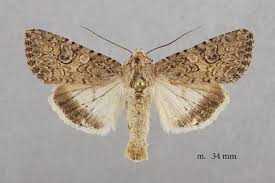 Attēlu rezultāti vaicājumam “Hadula trifolii”