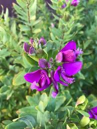 Attēlu rezultāti vaicājumam “Polygala amarella leaf”