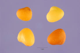 Attēlu rezultāti vaicājumam “Trifolium medium bud”