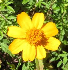 Attēlu rezultāti vaicājumam “Tagetes”