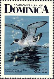 Image result for Pterodroma hasitata