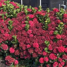 Attēlu rezultāti vaicājumam “Hydrangea”