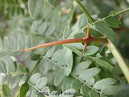 Attēlu rezultāti vaicājumam “Gleditsia triacanthos fruit”