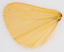 Attēlu rezultāti vaicājumam “Setina irrorella”