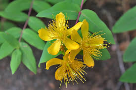 Image result for Johanniskraut