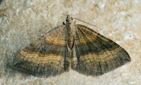 Attēlu rezultāti vaicājumam “Scotopteryx chenopodiata”