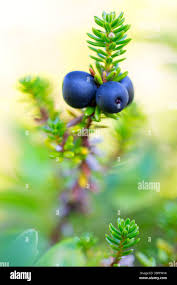 Attēlu rezultāti vaicājumam “Empetrum nigrum leaf”