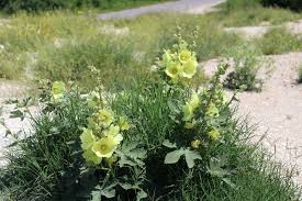 Image result for Alcea rugosa