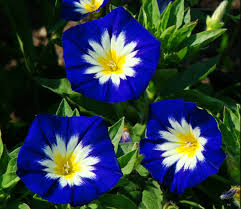Image result for Convolvulus tricolor
