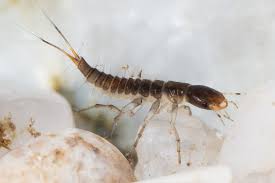 Attēlu rezultāti vaicājumam “Dytiscidae”