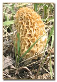 Attēlu rezultāti vaicājumam “Lycogala leopardinum macro”