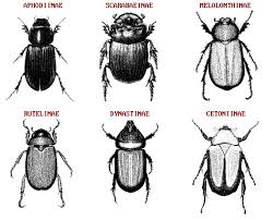 Attēlu rezultāti vaicājumam “Scarabaeidae”