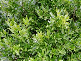 Attēlu rezultāti vaicājumam “Bayeriola thymicola”