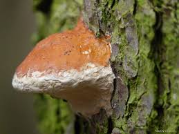 Attēlu rezultāti vaicājumam “Postia leucomallella”