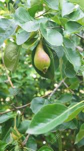 Attēlu rezultāti vaicājumam “Pyrus communis leaf”