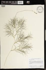 Attēlu rezultāti vaicājumam “Stuckenia pectinata”