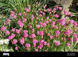 Image result for Grasnelke