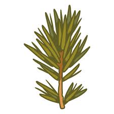 Attēlu rezultāti vaicājumam “Abies sibirica”