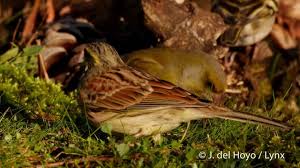 Image result for Emberiza cirlus