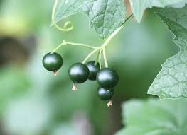 Attēlu rezultāti vaicājumam “Bryonia alba fruit”