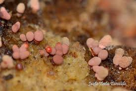 Attēlu rezultāti vaicājumam “Arcyria incarnata”