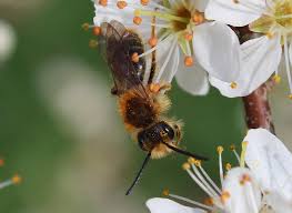Attēlu rezultāti vaicājumam “Andrena haemorrhoa female”