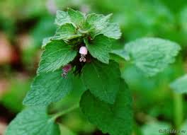 Attēlu rezultāti vaicājumam “Lamium purpureum leaf”