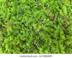 Attēlu rezultāti vaicājumam “Hypnum cupressiforme sporophyte”